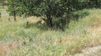 in the bushes on the road