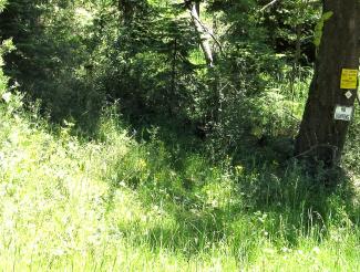 in the bushes by the road