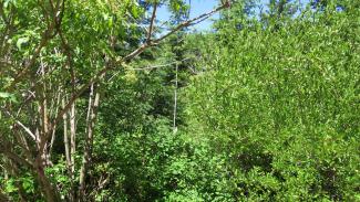 in the bushes by the road