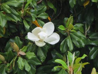 magnolia flower