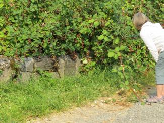 blackberries encroaching 4 years later